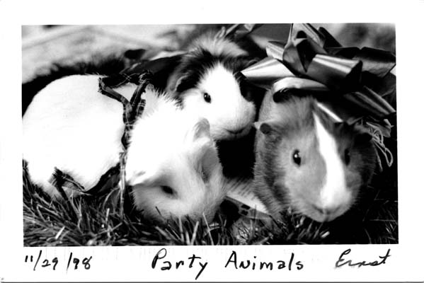 99_partyanimals